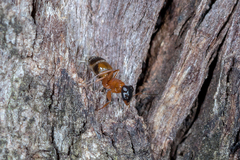 Opisthopsis rufithorax