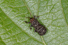 Octotoma scabripennis