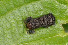 Octotoma scabripennis