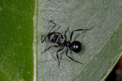 Polyrhachis clio