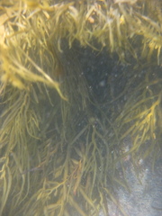 Carpophyllum flexuosum