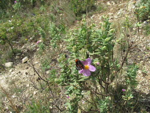 Cistus albidus