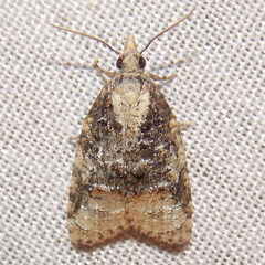 Platynota exasperatana