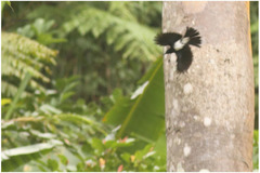 Dicrurus balicassius