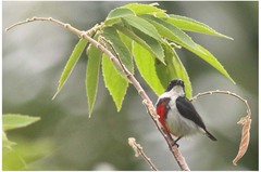 Dicaeum haematostictum