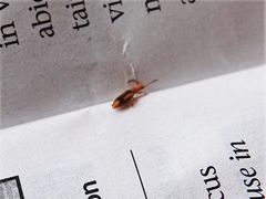 Cryptamorpha desjardinsi