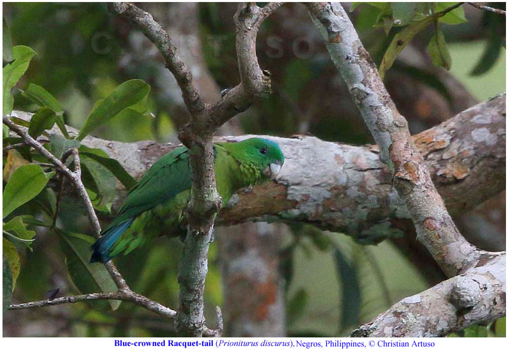 Blue-crowned Racquet-tail illustration