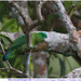 Blue-crowned Racquet-Tail - Photo (c) Christian Artuso, some rights reserved (CC BY-NC-ND), uploaded by Christian Artuso
