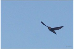 Collocalia marginata