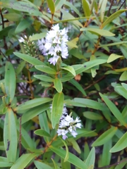 Veronica ligustrifolia