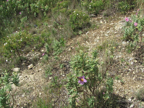 Cistus albidus