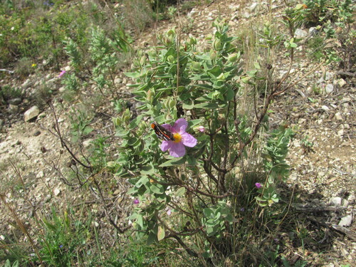 Cistus albidus