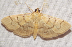 Herpetogramma theseusalis