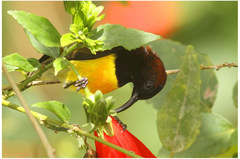 Aethopyga guimarasensis