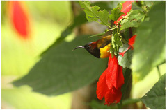 Aethopyga guimarasensis