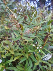 Veronica ligustrifolia