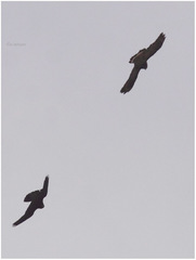 Spilornis holospilus
