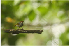 Orthotomus castaneiceps