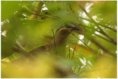 Phapitreron leucotis