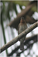 Hypsipetes guimarasensis