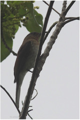 Hypsipetes guimarasensis