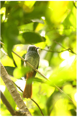 Rhipidura albiventris