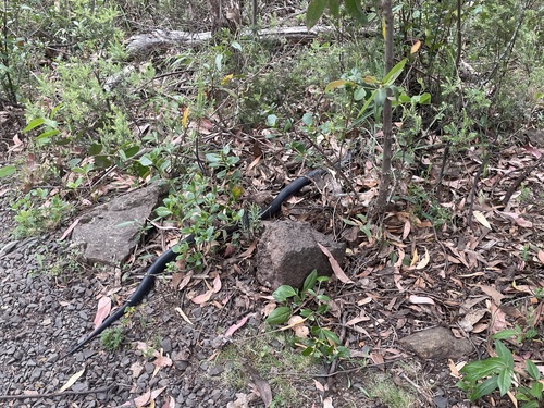 Red-bellied Black Snake sighting