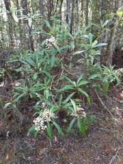 Brachyglottis kirkii