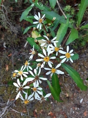 Brachyglottis kirkii