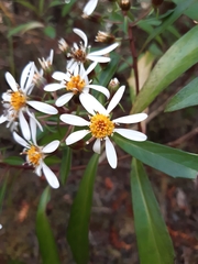 Brachyglottis kirkii