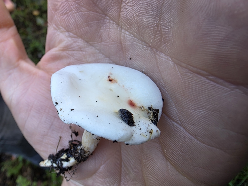 Hygrophorus eburneus · December 2025 · photo: © sqshemet (iNaturalist, cc-by)