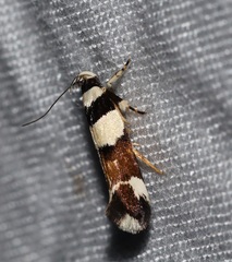 Macrobathra euryleuca
