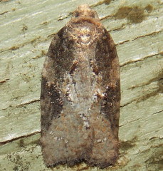 Acleris fuscana