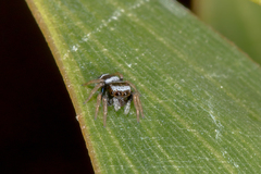 Euryattus bleekeri