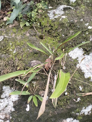 Pyrrosia stigmosa observed 2025-11-30