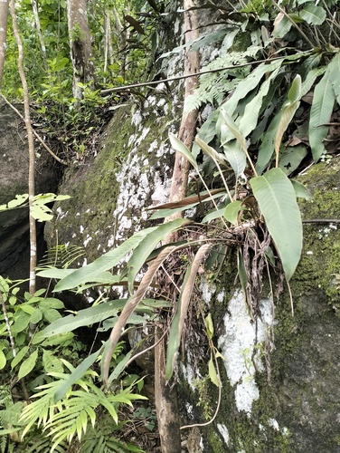 Pyrrosia stigmosa observed 2025-11-30