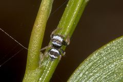 Euryattus bleekeri