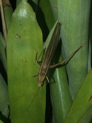 Neoconocephalus