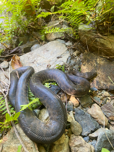 Spotted Python sighting