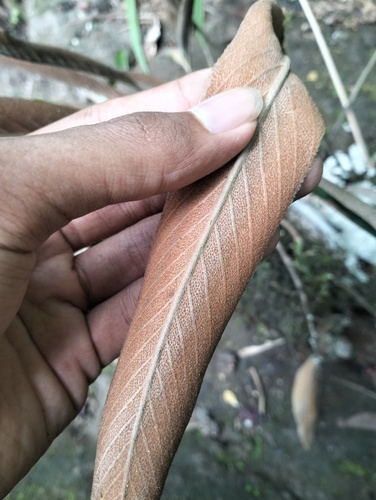 Pyrrosia stigmosa observed 2025-11-30