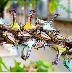 Umbonia crassicornis