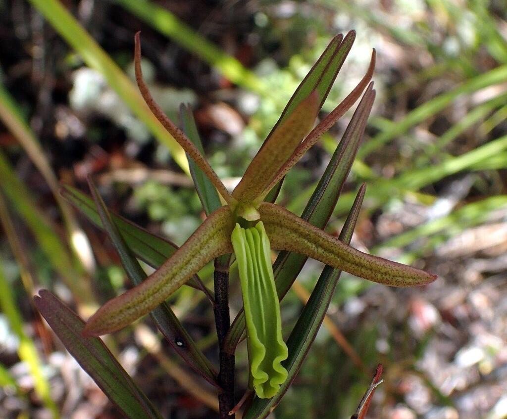 Dendrobium verruciferum Rchb.f.