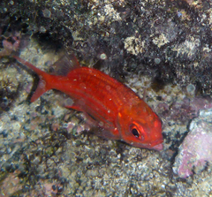 Sargocentron punctatissimum