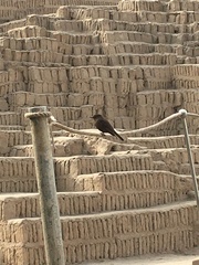 Pyrocephalus rubinus obscurus