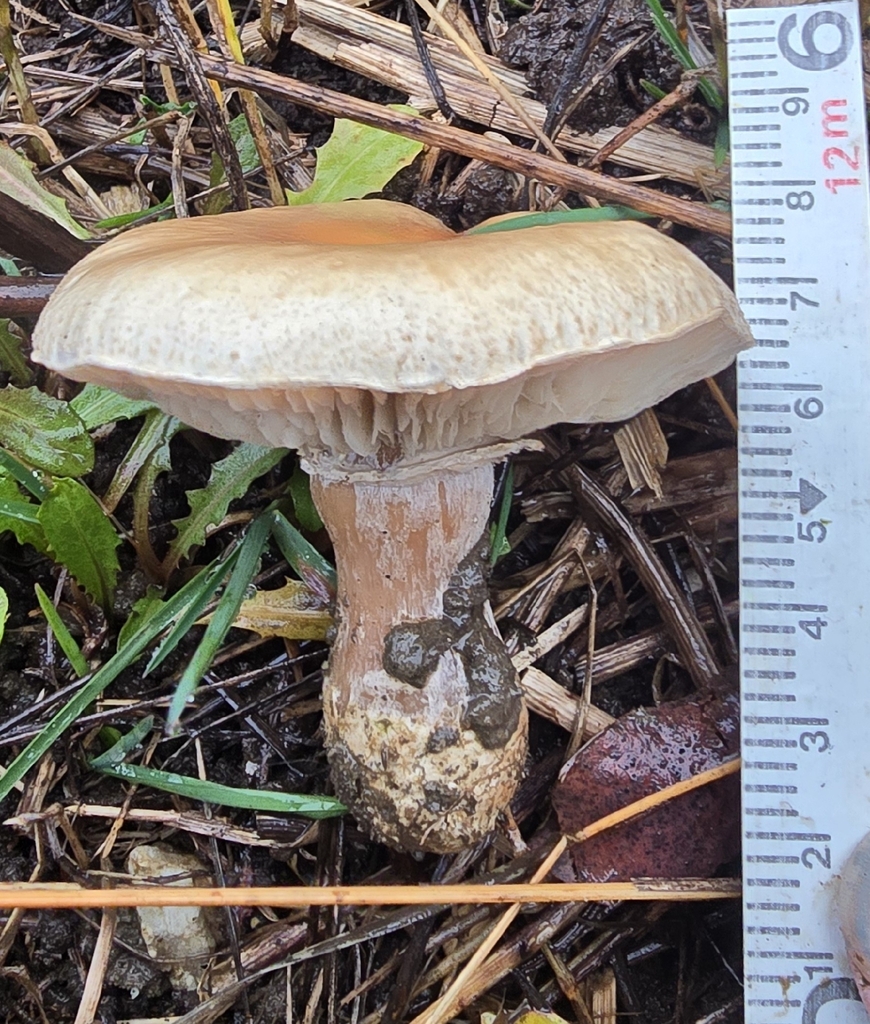 Leucocoprinus leucothites · December 2025 · photo: © leannestacy (iNaturalist, cc0)