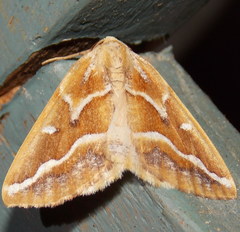 Caripeta angustiorata