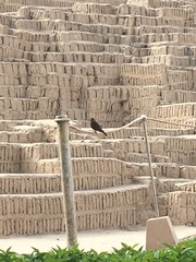 Pyrocephalus rubinus obscurus