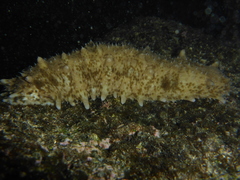 Stichopus horrens