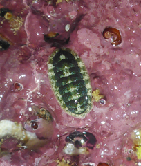 Stenoplax petaloides image