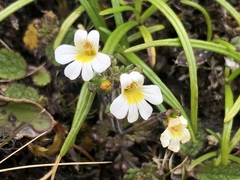 Euphrasia australis